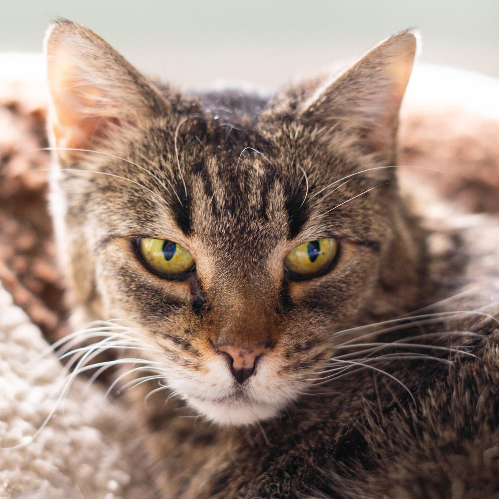Enlarge Franklin, a Adoptable Domestic Short Hair in Lakewood, CO image 3/6