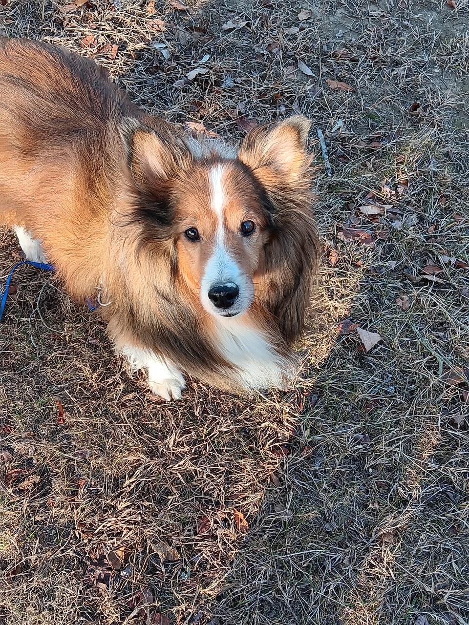 Enlarge Gio, a ADOPTABLE Shetland Sheepdog / Sheltie in New Castle, PA image 4/6