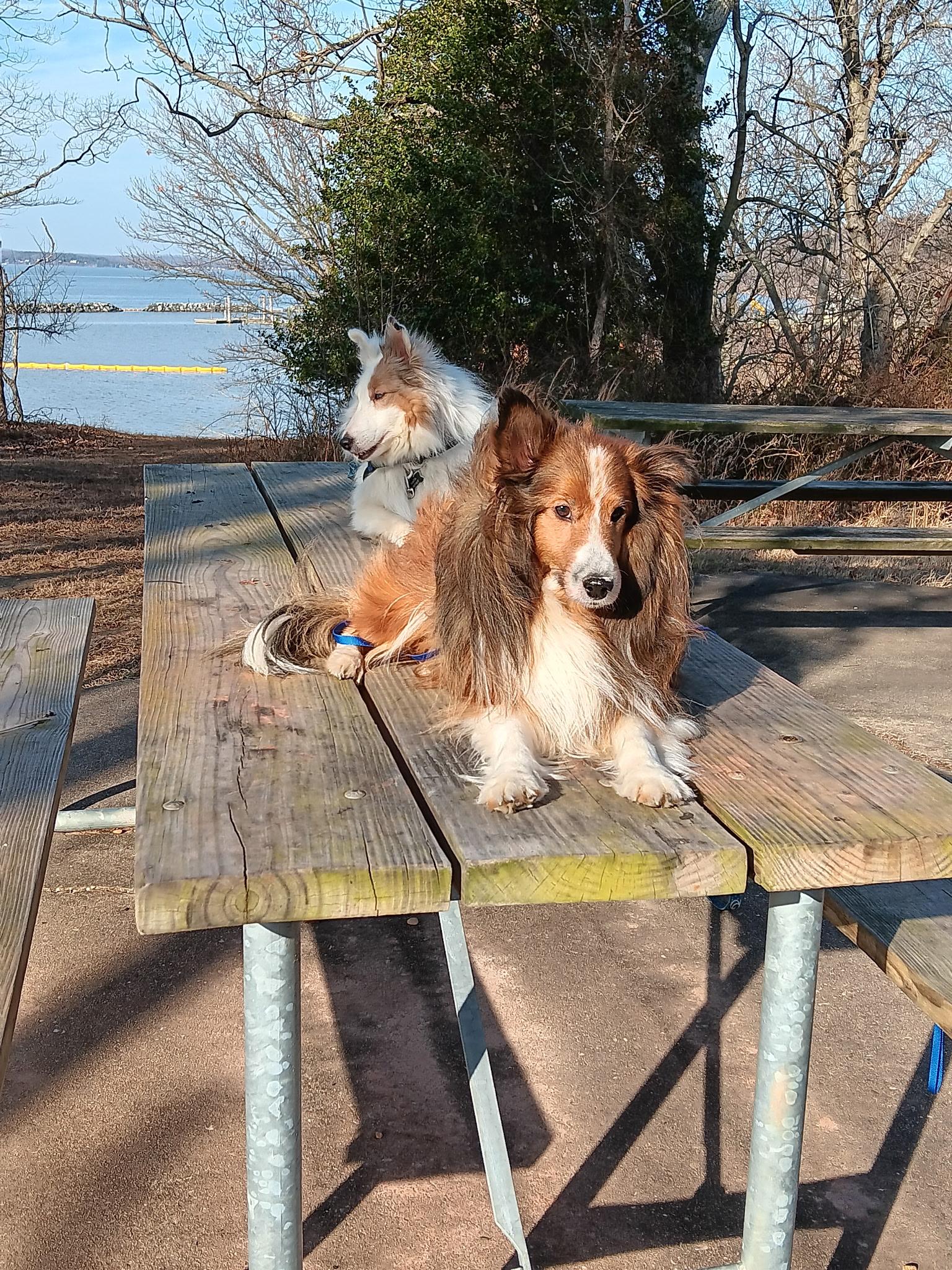 Enlarge Gio, a ADOPTABLE Shetland Sheepdog / Sheltie in New Castle, PA image 3/6