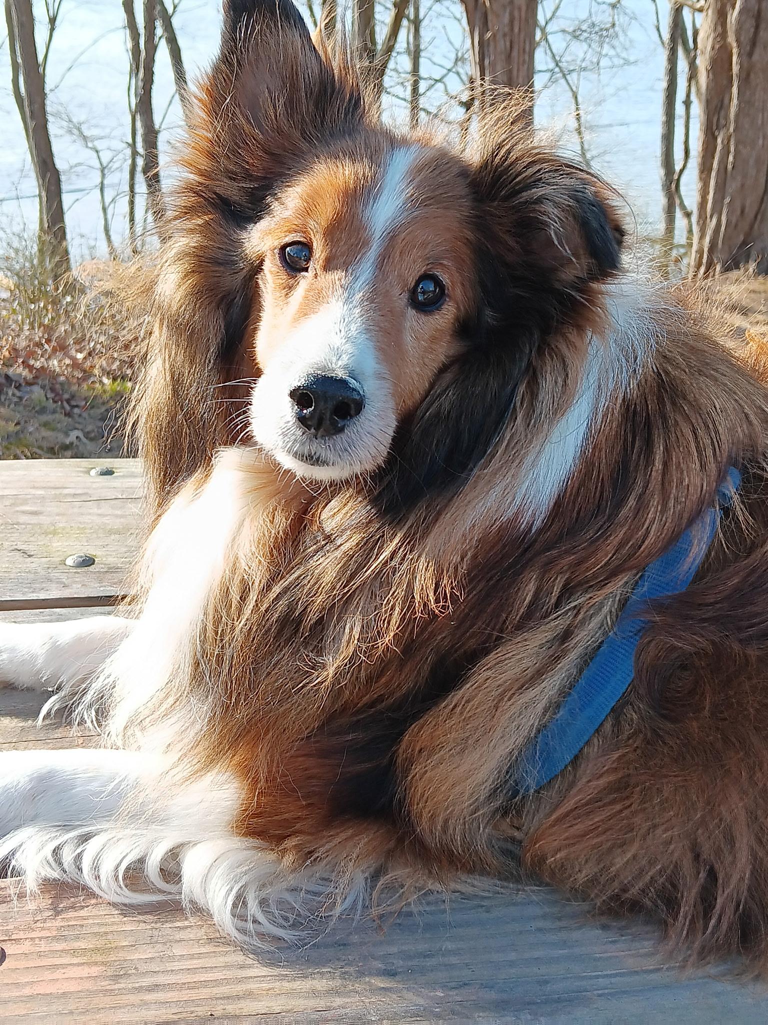 Enlarge Gio, a ADOPTABLE Shetland Sheepdog / Sheltie in New Castle, PA image 2/6