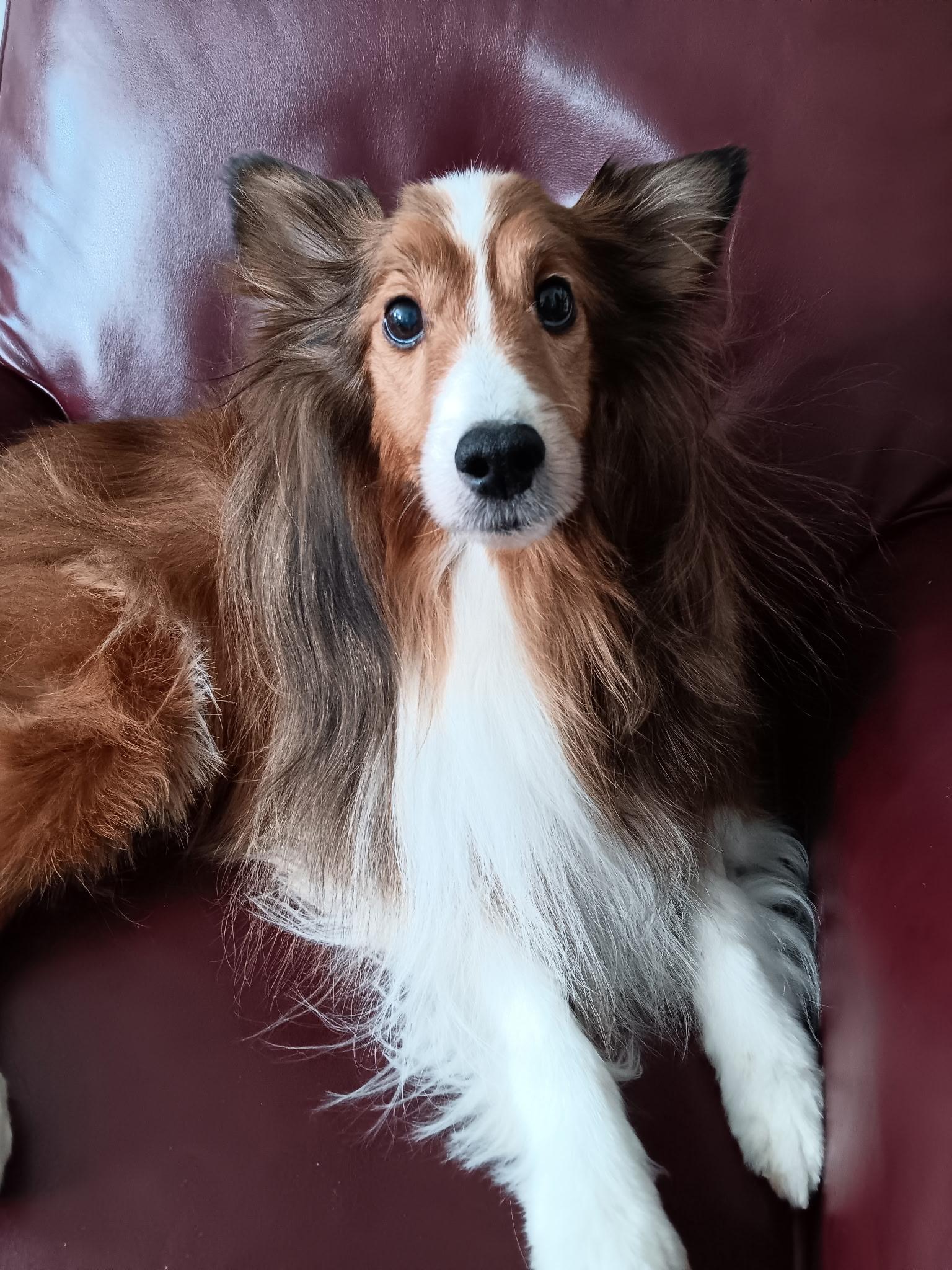 Gio, ADOPTABLE, Adult Male Shetland Sheepdog / Sheltie.