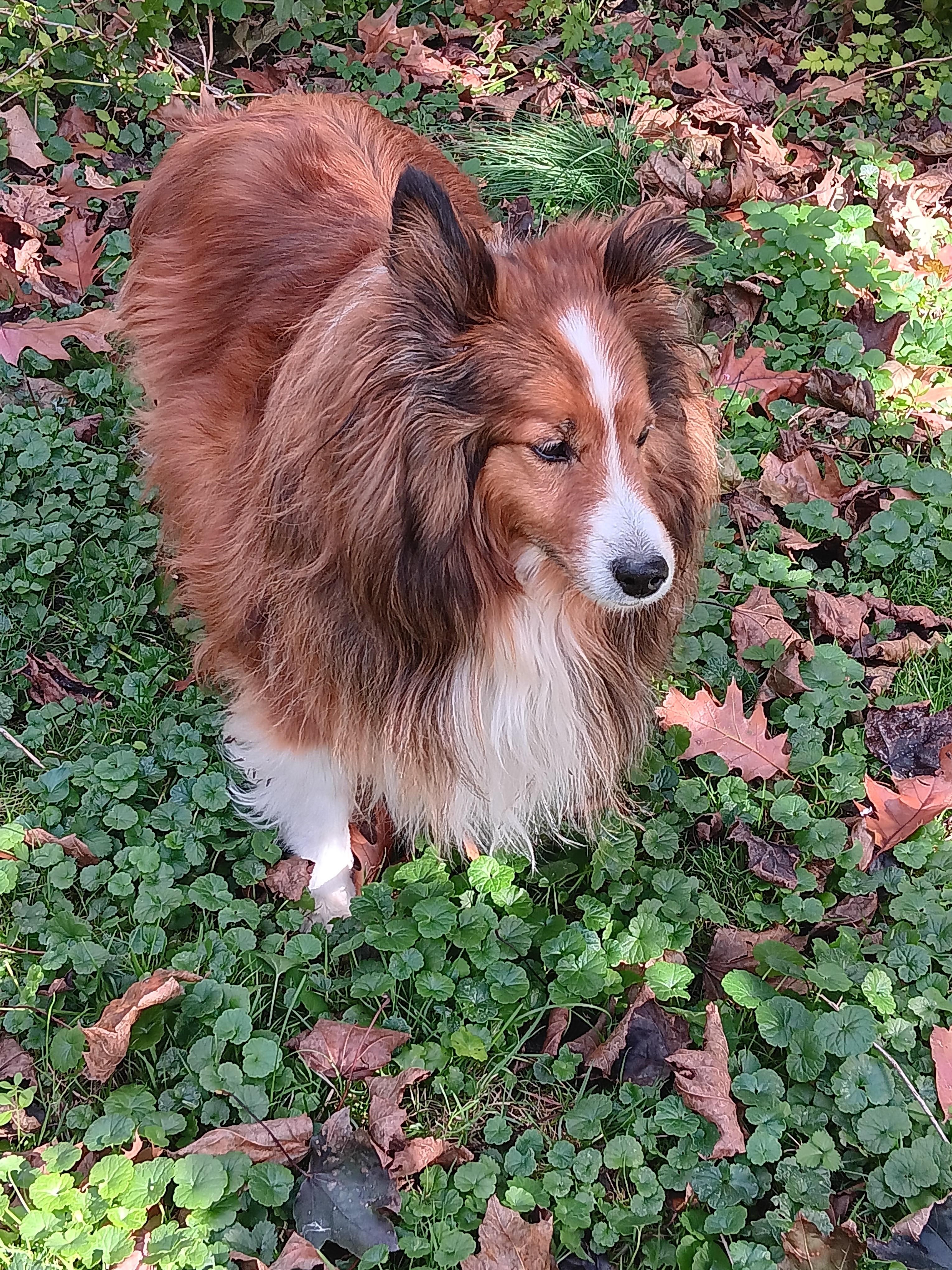 Enlarge Gio, a ADOPTABLE Shetland Sheepdog / Sheltie in New Castle, PA image 6/6