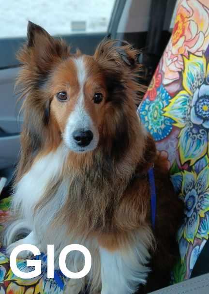 Enlarge Gio, a ADOPTABLE Shetland Sheepdog / Sheltie in New Castle, PA image 5/6