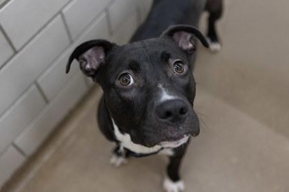 Count, Adoptable, Adult Male Pit Bull Terrier & Mixed Breed.