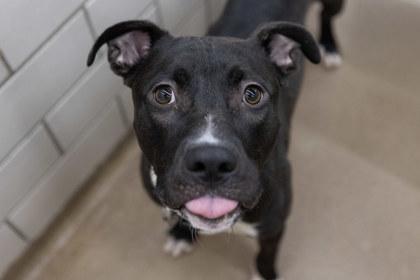 Enlarge Count, a Adoptable mixed breed in Golden Valley, MN image 2/3