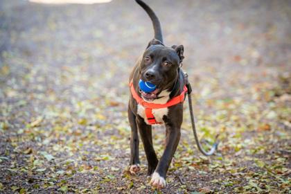 Enlarge Count, a Adoptable mixed breed in Golden Valley, MN image 3/3