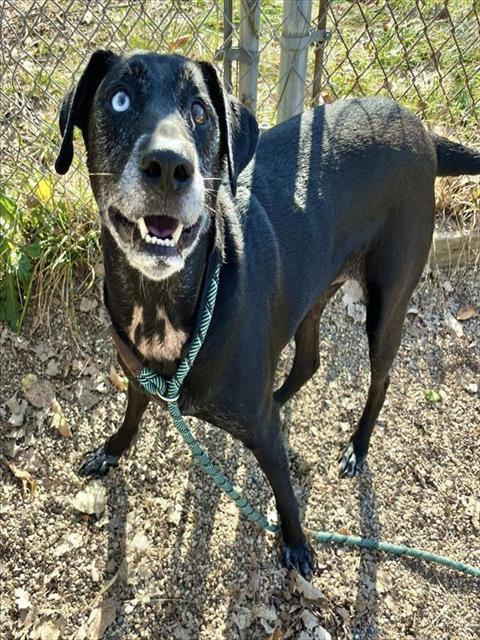 HOLLY, Adoptable, Adult Female Husky & Labrador Retriever.