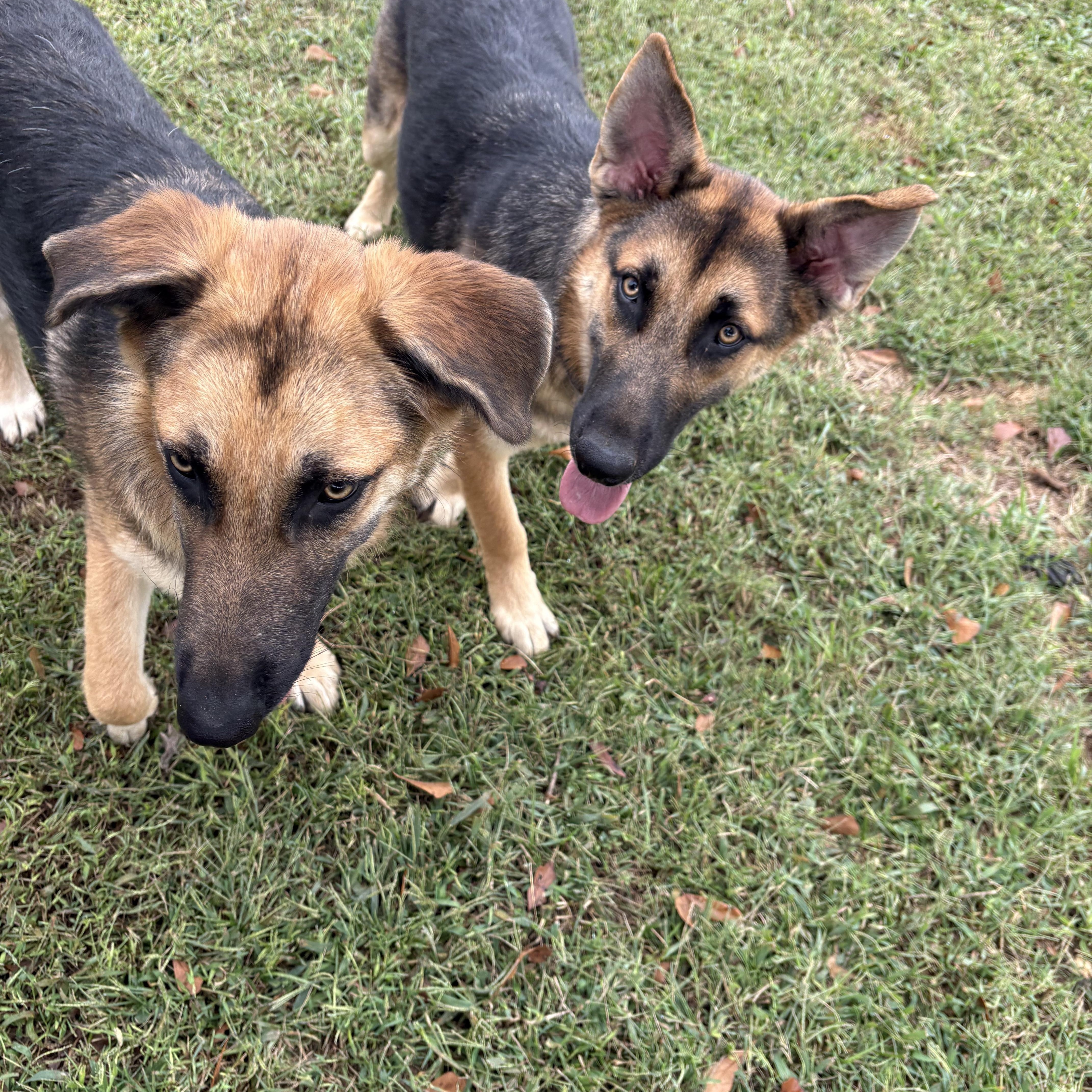 Pippin, a ADOPTABLE German Shepherd Dog in Williamston, SC image 3/4