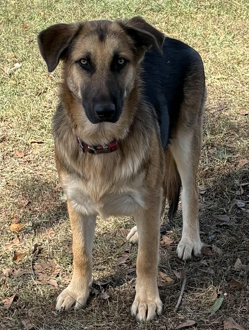 Pippin, a ADOPTABLE German Shepherd Dog in Williamston, SC image 1/4
