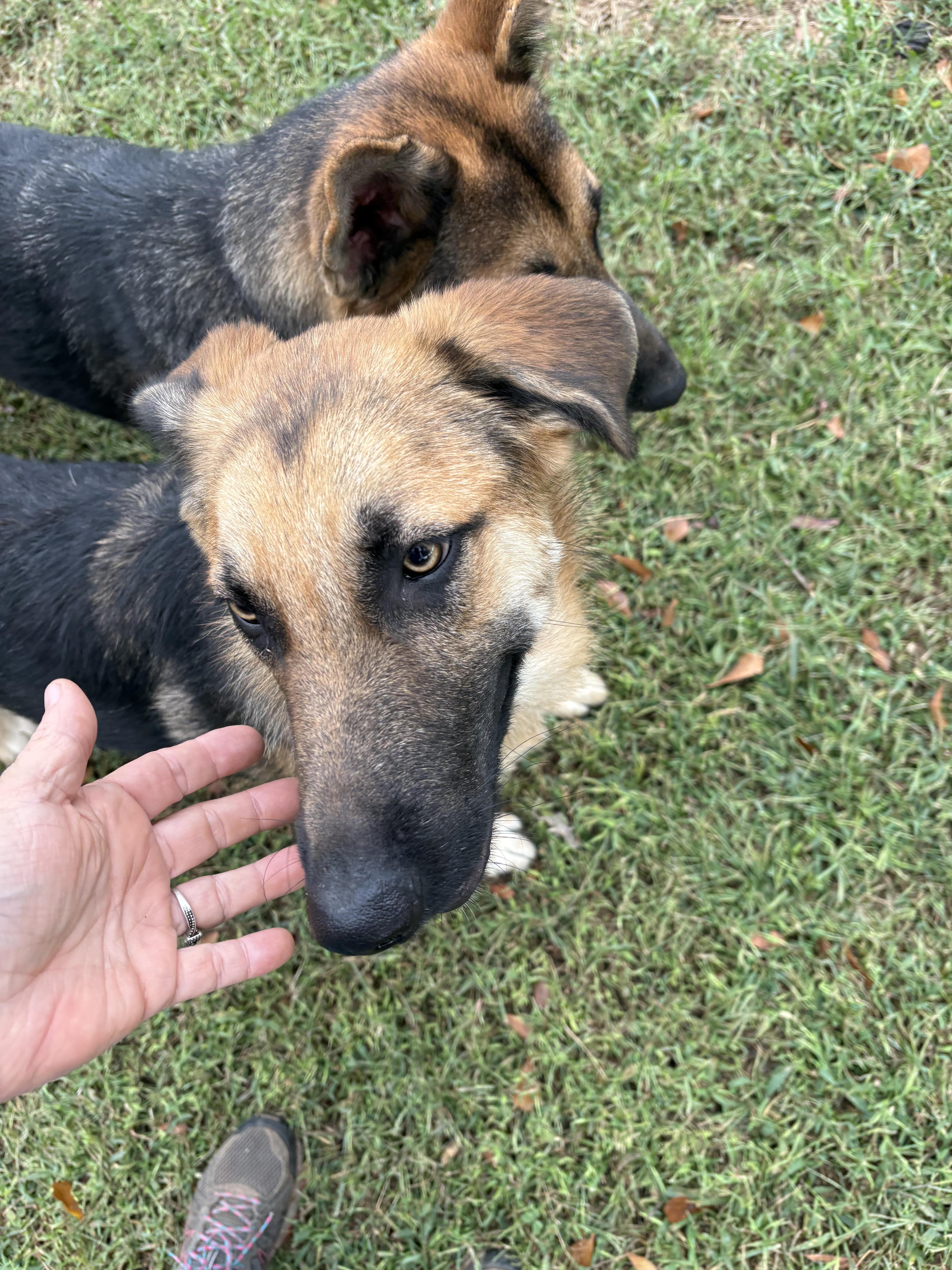 Pippin, a ADOPTABLE German Shepherd Dog in Williamston, SC image 4/4