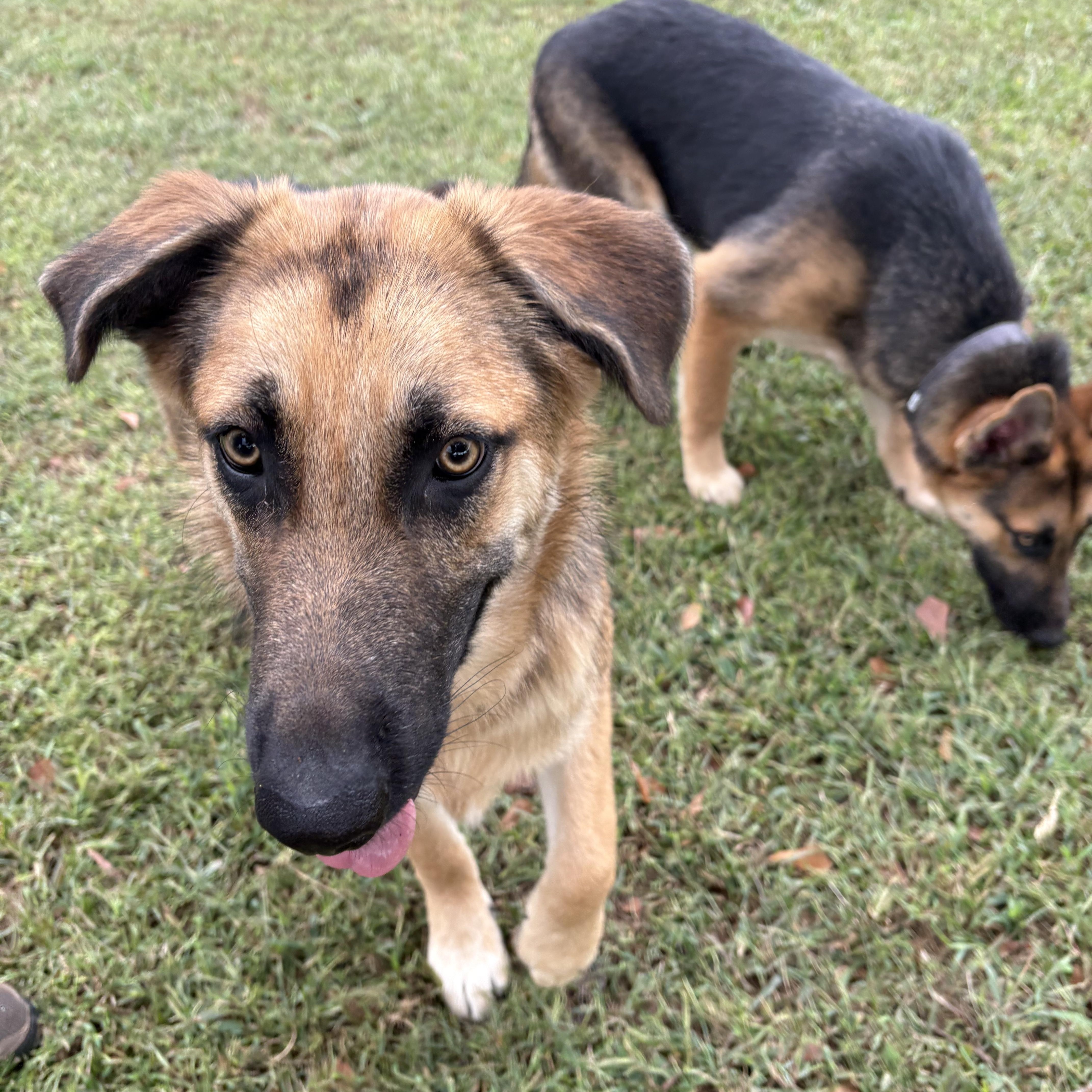 Pippin, a ADOPTABLE German Shepherd Dog in Williamston, SC image 2/4