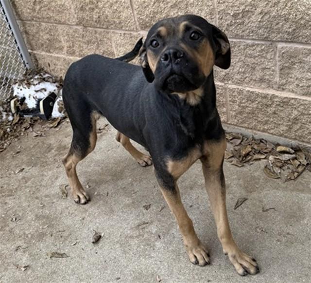 AZULA, Adoptable, Adult Female Pit Bull Terrier.