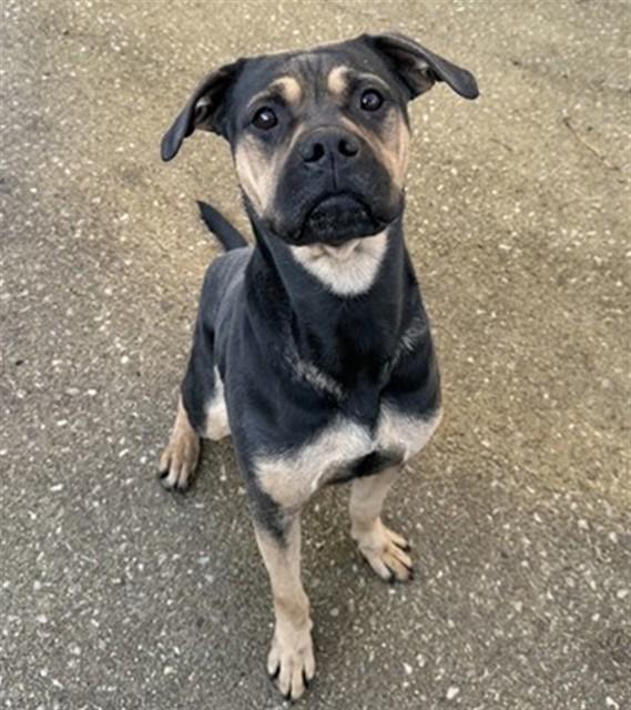 AZULA, Adoptable, Adult Female Pit Bull Terrier.