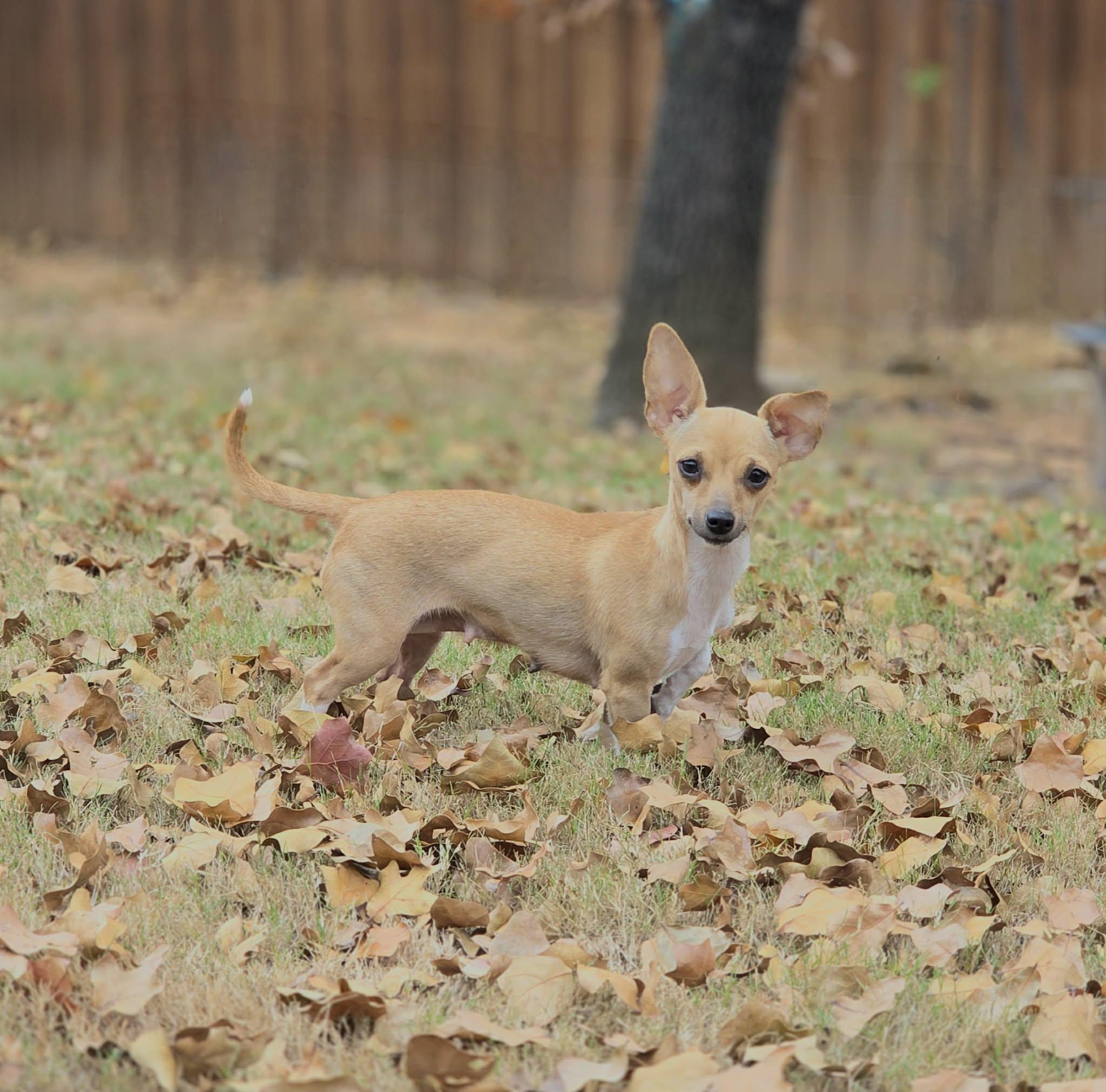Enlarge Clarnella, a Adoptable Chihuahua in Houston, TX image 2/6