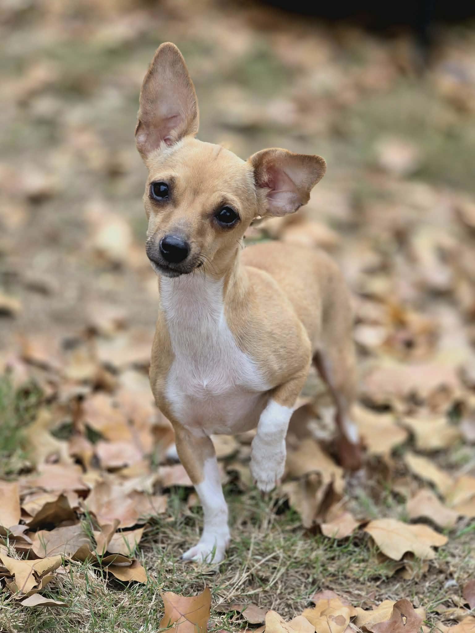 Enlarge Clarnella, a Adoptable Chihuahua in Houston, TX image 3/6