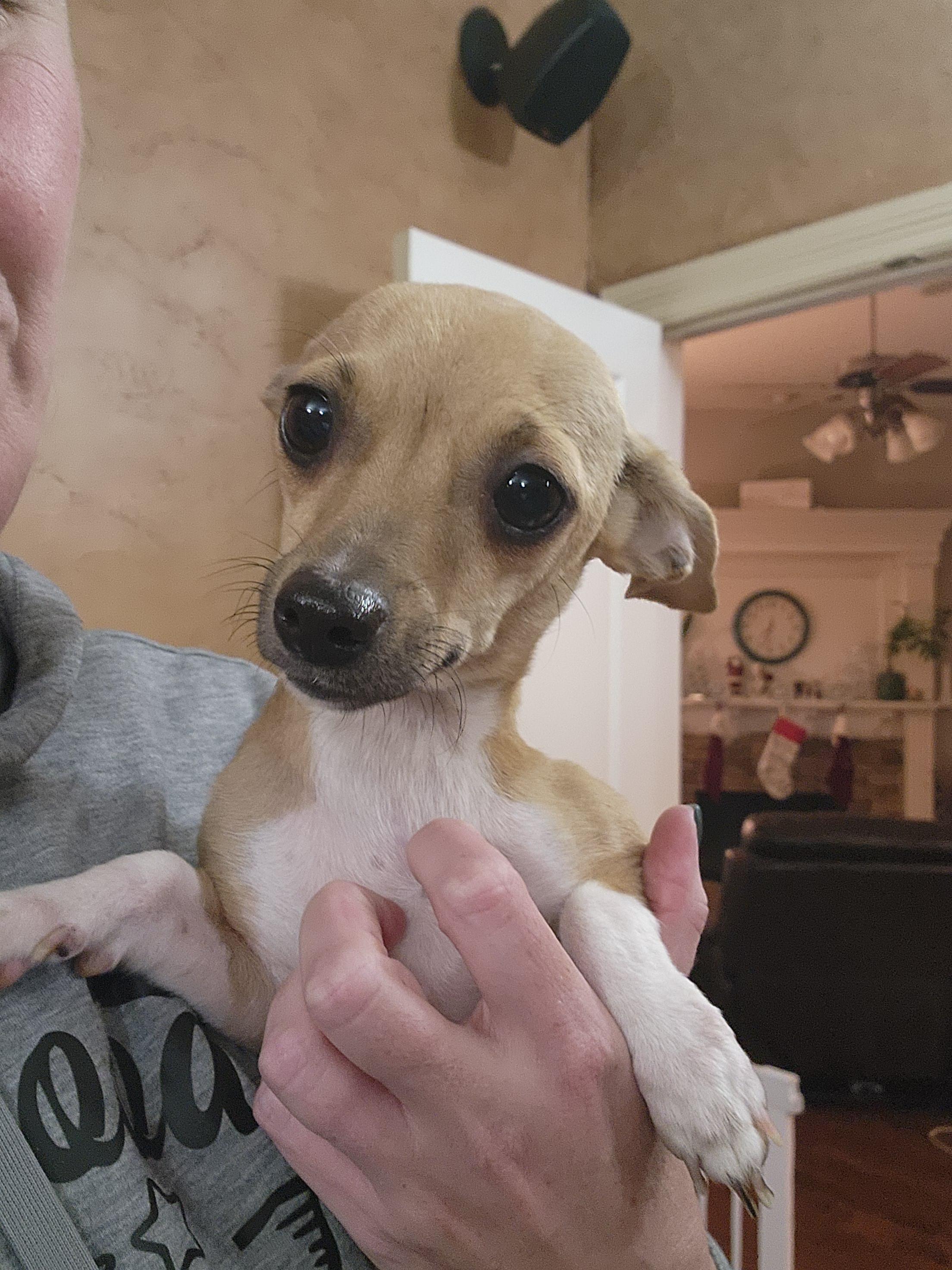 Enlarge Clarnella, a Adoptable Chihuahua in Houston, TX image 4/6