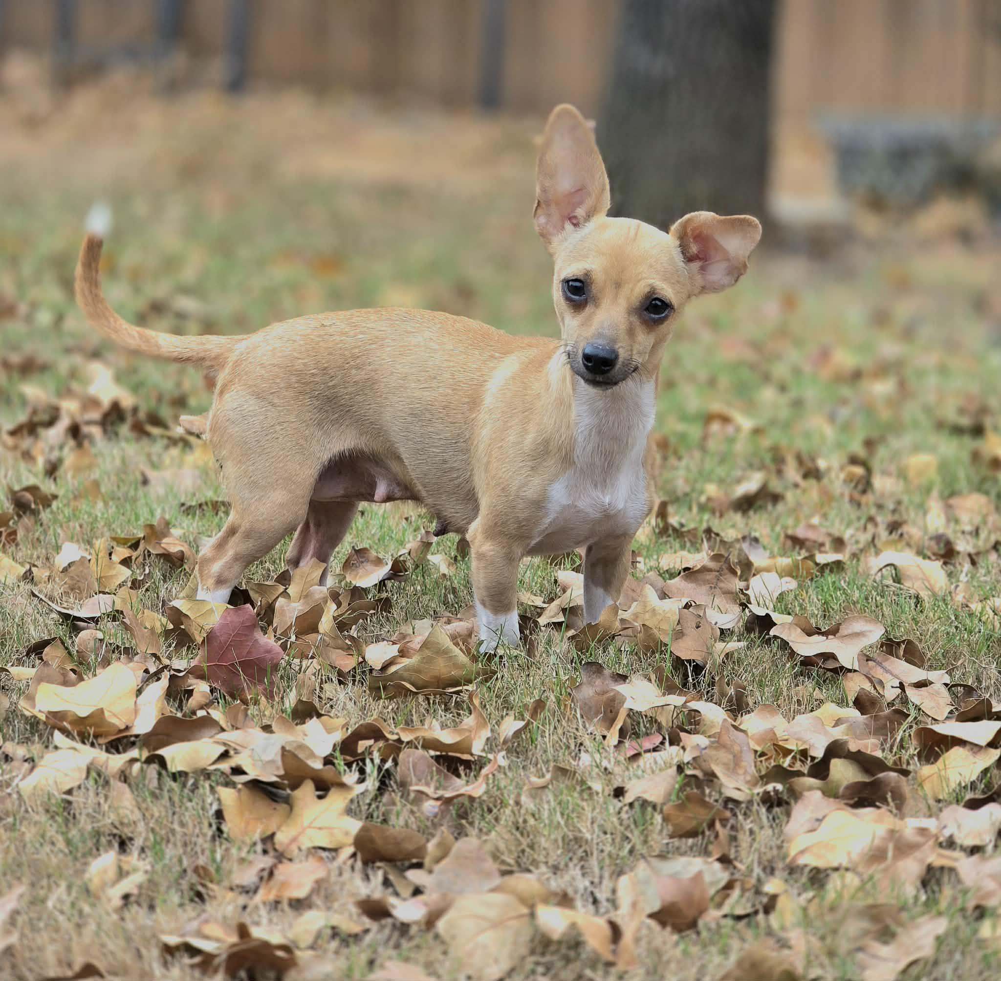Enlarge Clarnella, a Adoptable Chihuahua in Houston, TX image 5/6