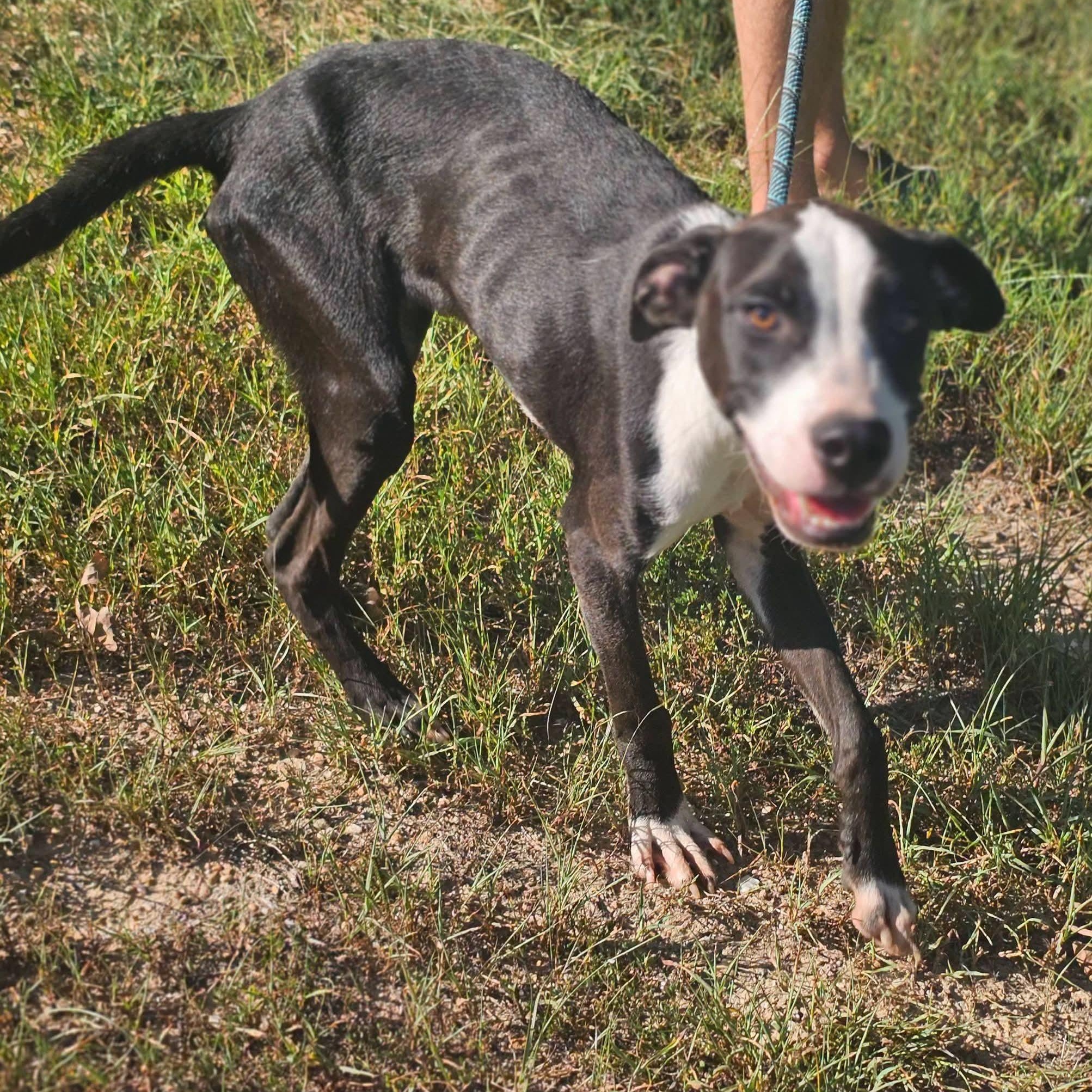 Enlarge Venice, a Adoptable Mountain Cur in Fort Payne, AL image 2/2