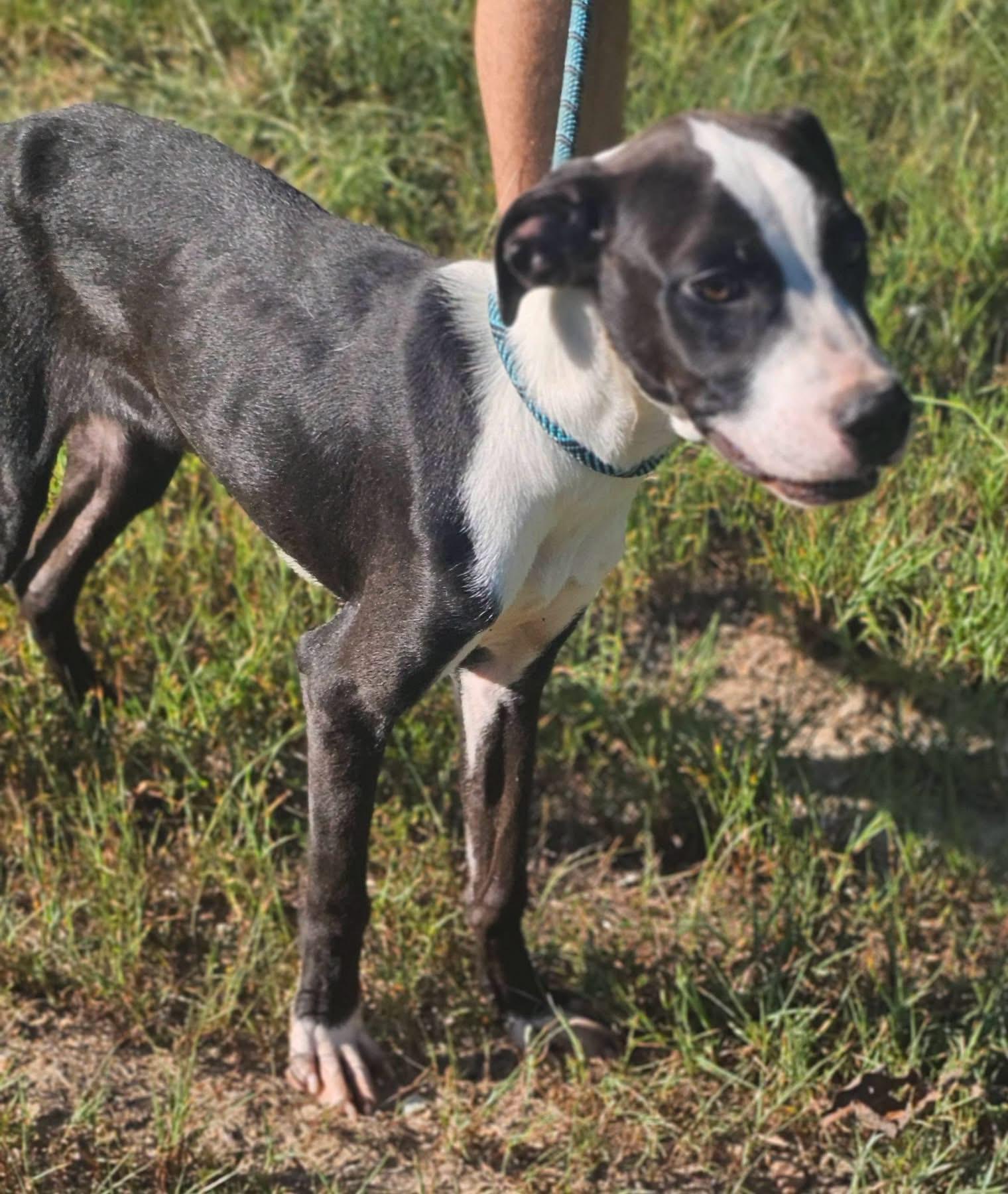 Enlarge Venice, a Adoptable Mountain Cur in Fort Payne, AL image 1/2
