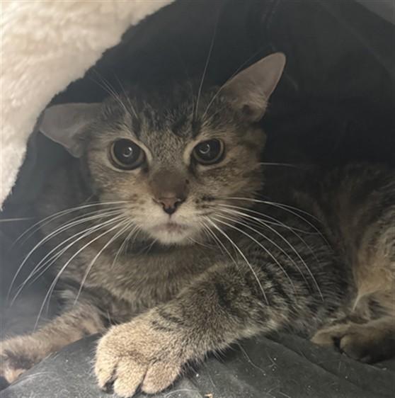 DR SANTOS, Adoptable, Young Female Domestic Short Hair.