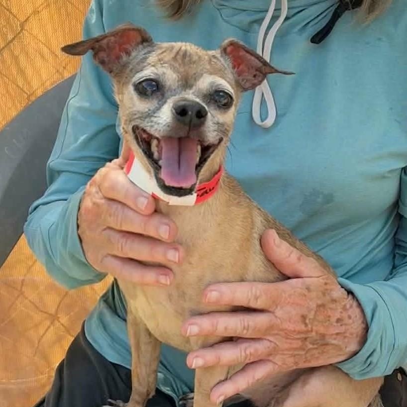 Enlarge Fawn, a Adoptable Chihuahua in Marana, AZ image 1/3