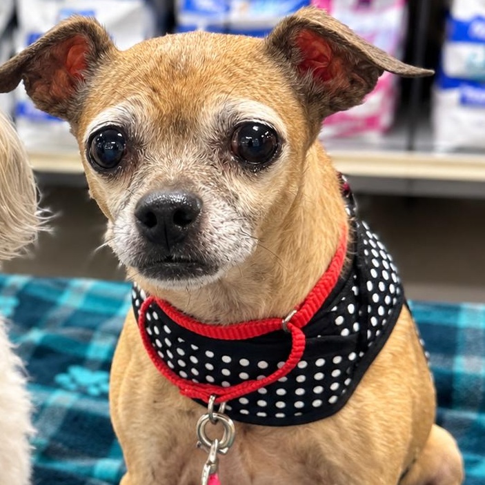 Enlarge Fawn, a Adoptable Chihuahua in Marana, AZ image 2/3