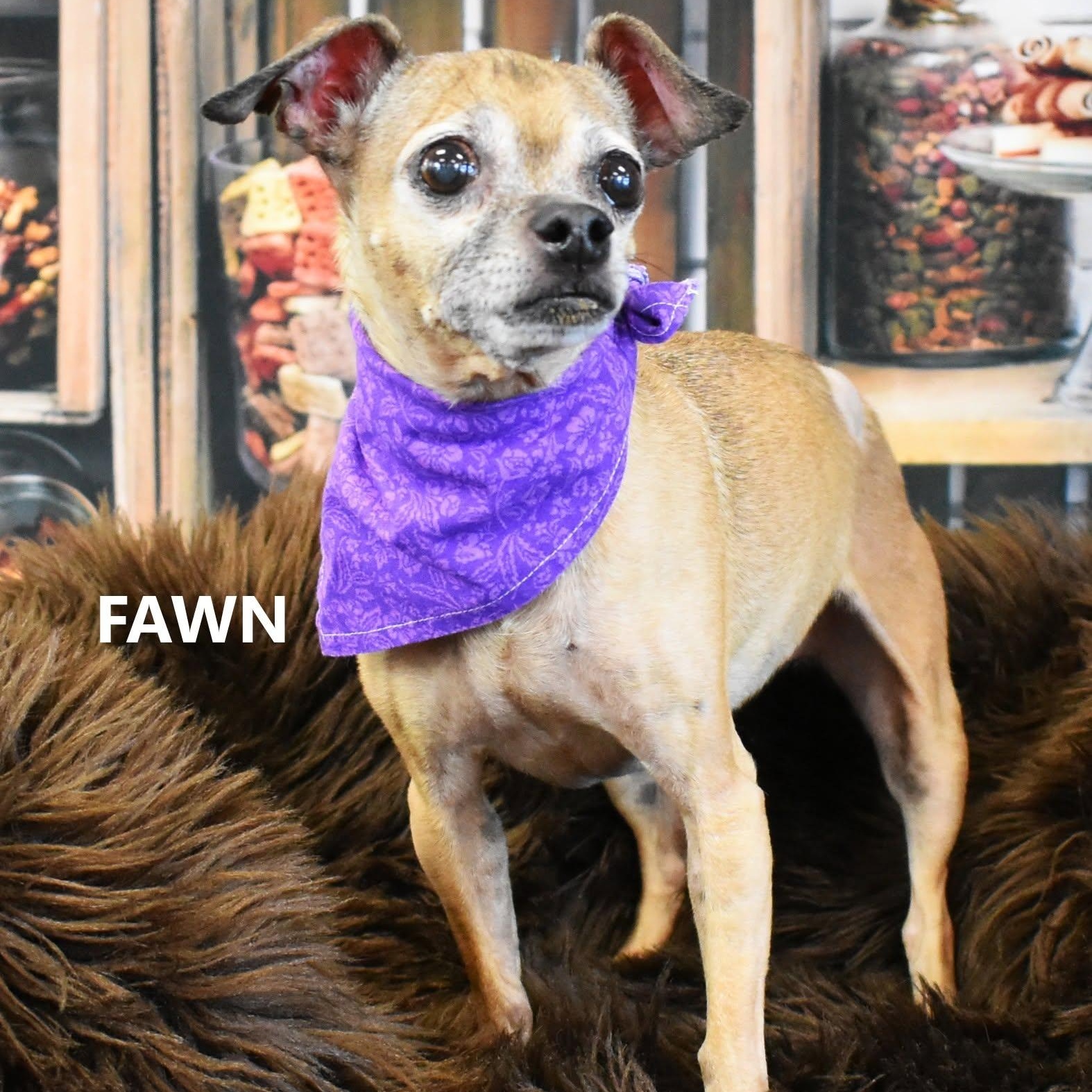 Enlarge Fawn, a Adoptable Chihuahua in Marana, AZ image 3/3