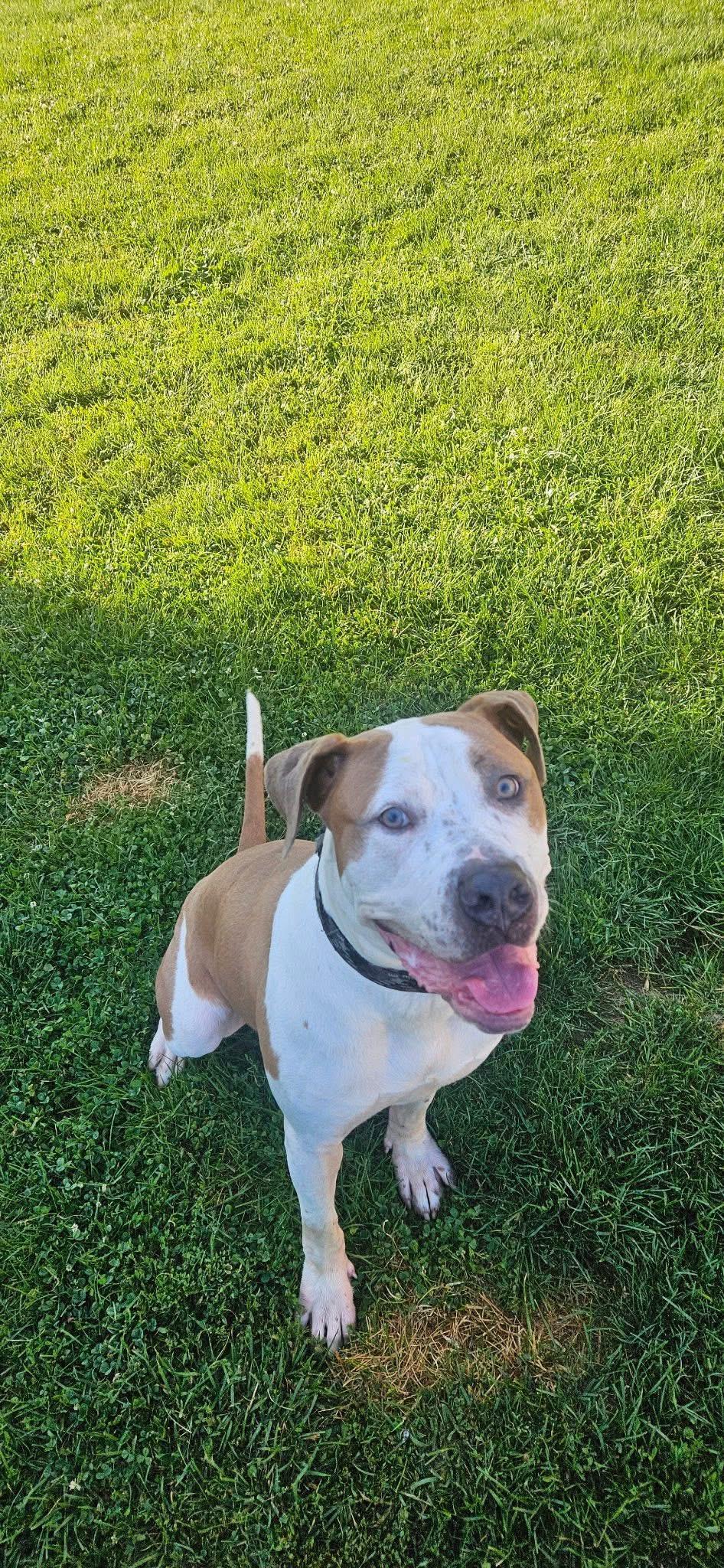 Enlarge Bash, a ADOPTABLE mixed breed in Monroeville, PA image 1/1