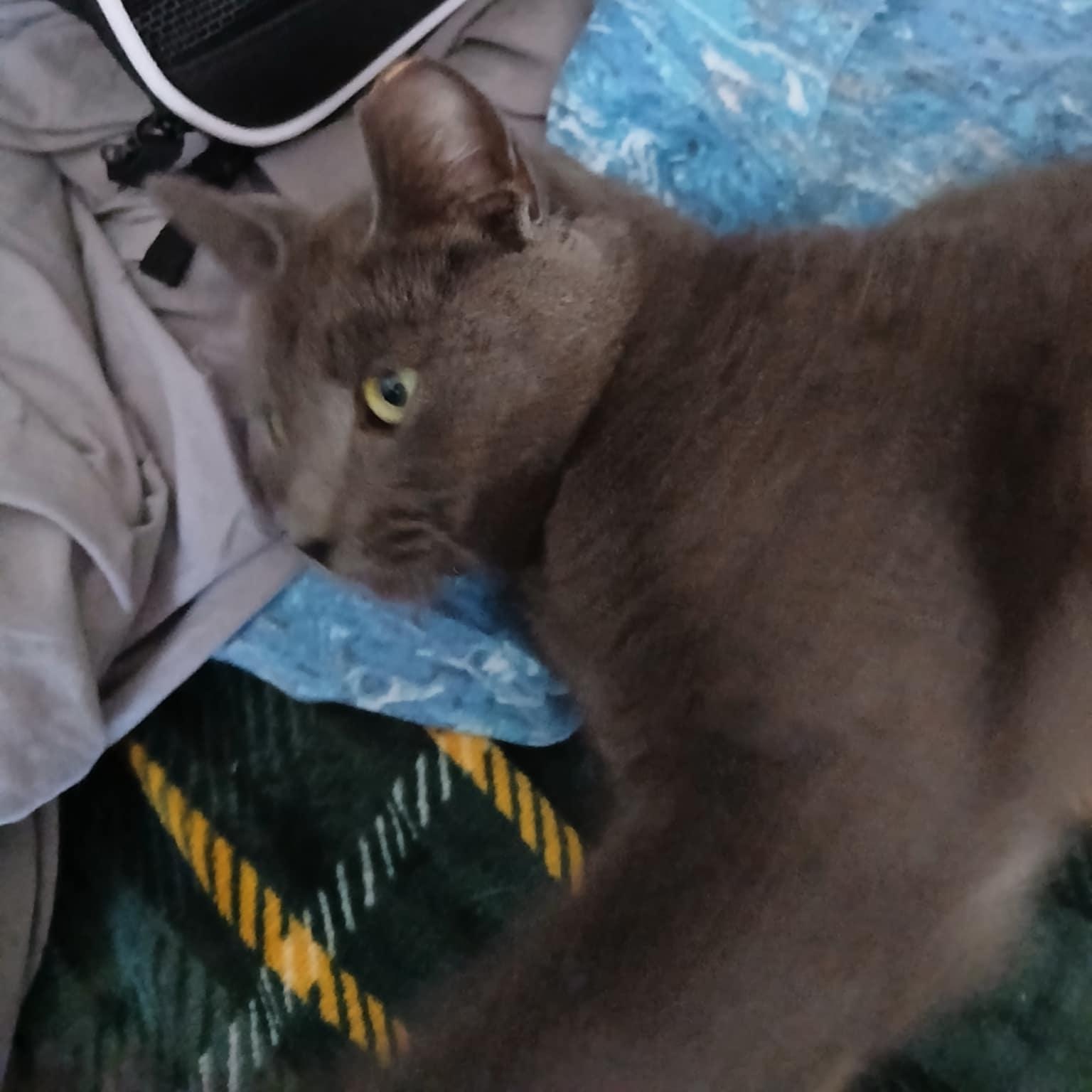 April, Adoptable, Young Female Domestic Short Hair.