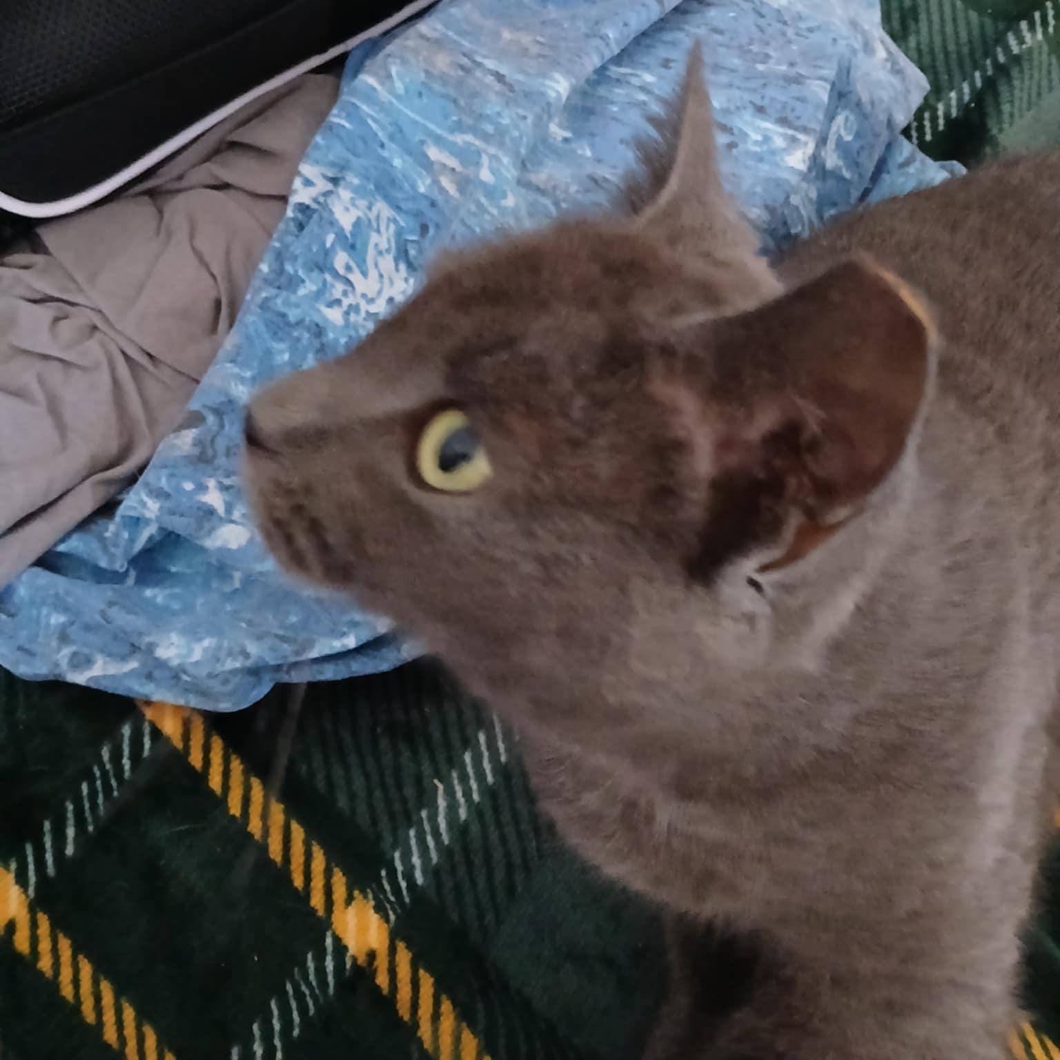 Enlarge April, a Adoptable Domestic Short Hair in Fairborn, OH image 2/2