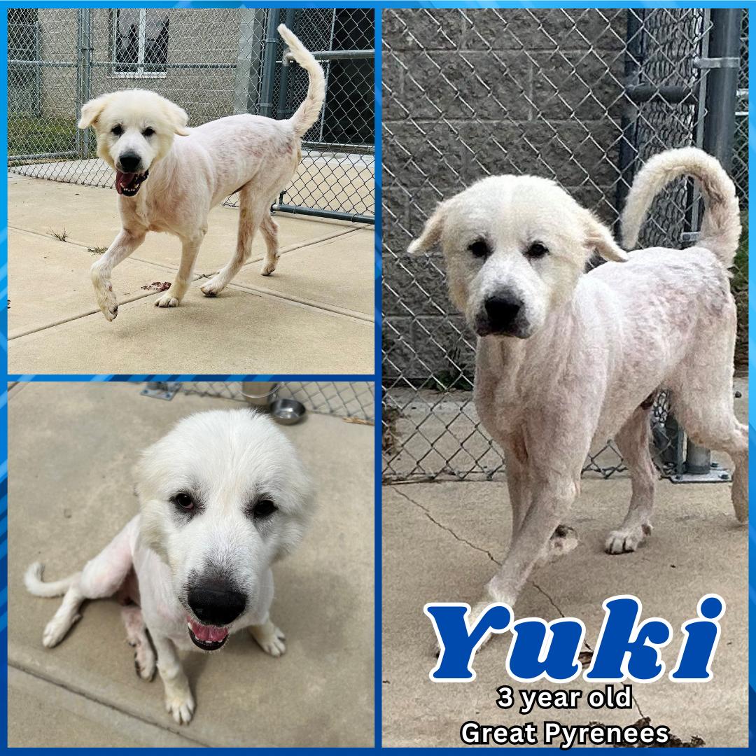 Yuki