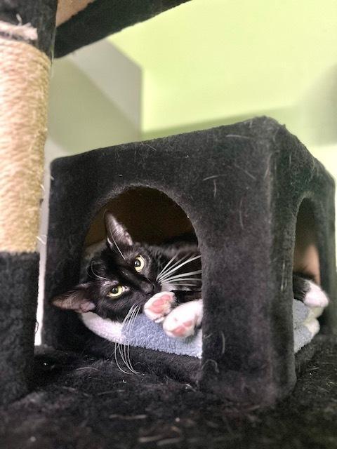 Frederica Feline, Adoptable, Adult Female Domestic Short Hair.