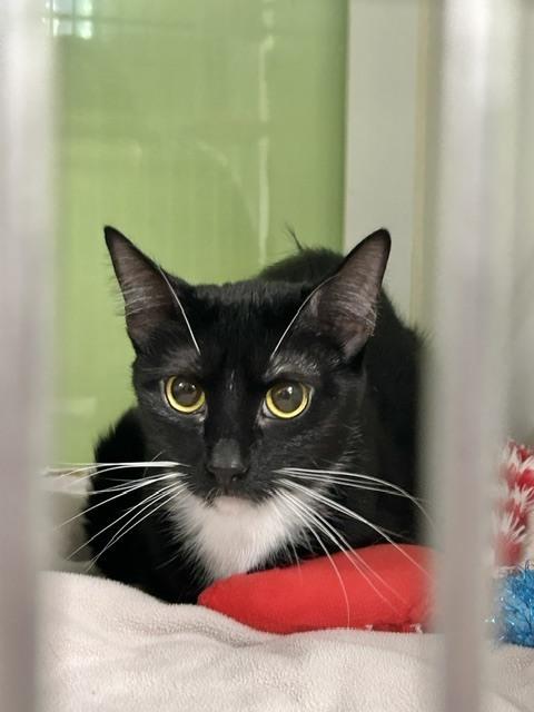Frederica Feline, a Adoptable Domestic Short Hair in Muskegon, MI image 2/2
