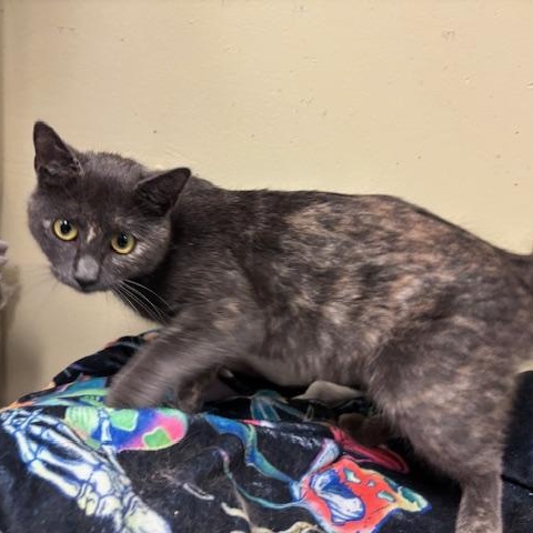 Enlarge Fiona - a petite beauty, a Adopted Dilute Tortoiseshell in Braintree, MA image 6/6