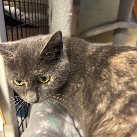 Enlarge Fiona - a petite beauty, a Adopted Dilute Tortoiseshell in Braintree, MA image 4/6