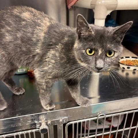 Enlarge Fiona - a petite beauty, a Adopted Dilute Tortoiseshell in Braintree, MA image 2/6