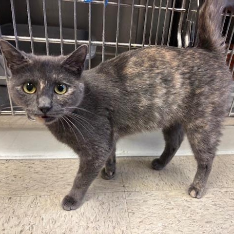 Fiona - a petite beauty, Adopted, Adult Female Dilute Tortoiseshell.