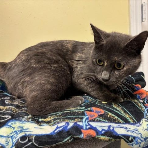 Enlarge Fiona - a petite beauty, a Adopted Dilute Tortoiseshell in Braintree, MA image 5/6