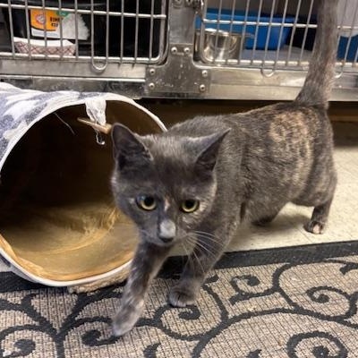 Enlarge Fiona - a petite beauty, a Adopted Dilute Tortoiseshell in Braintree, MA image 3/6