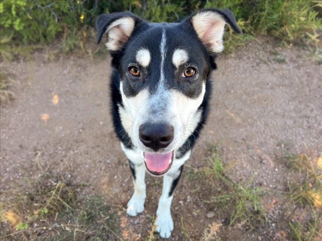 JAMAL, Adoptable, Young Male Mixed Breed.