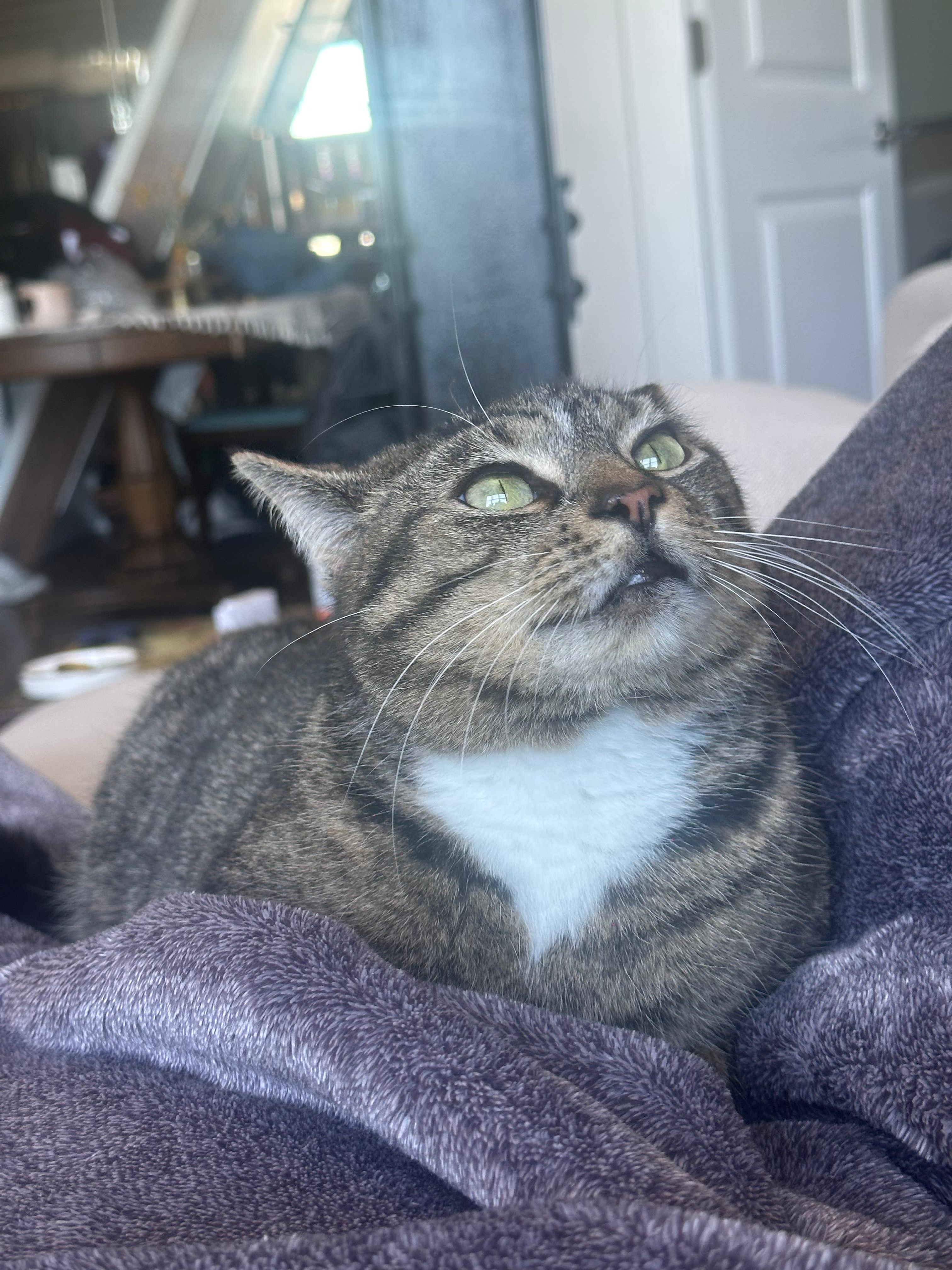 Claudia, Adoptable, Young Female Domestic Short Hair.