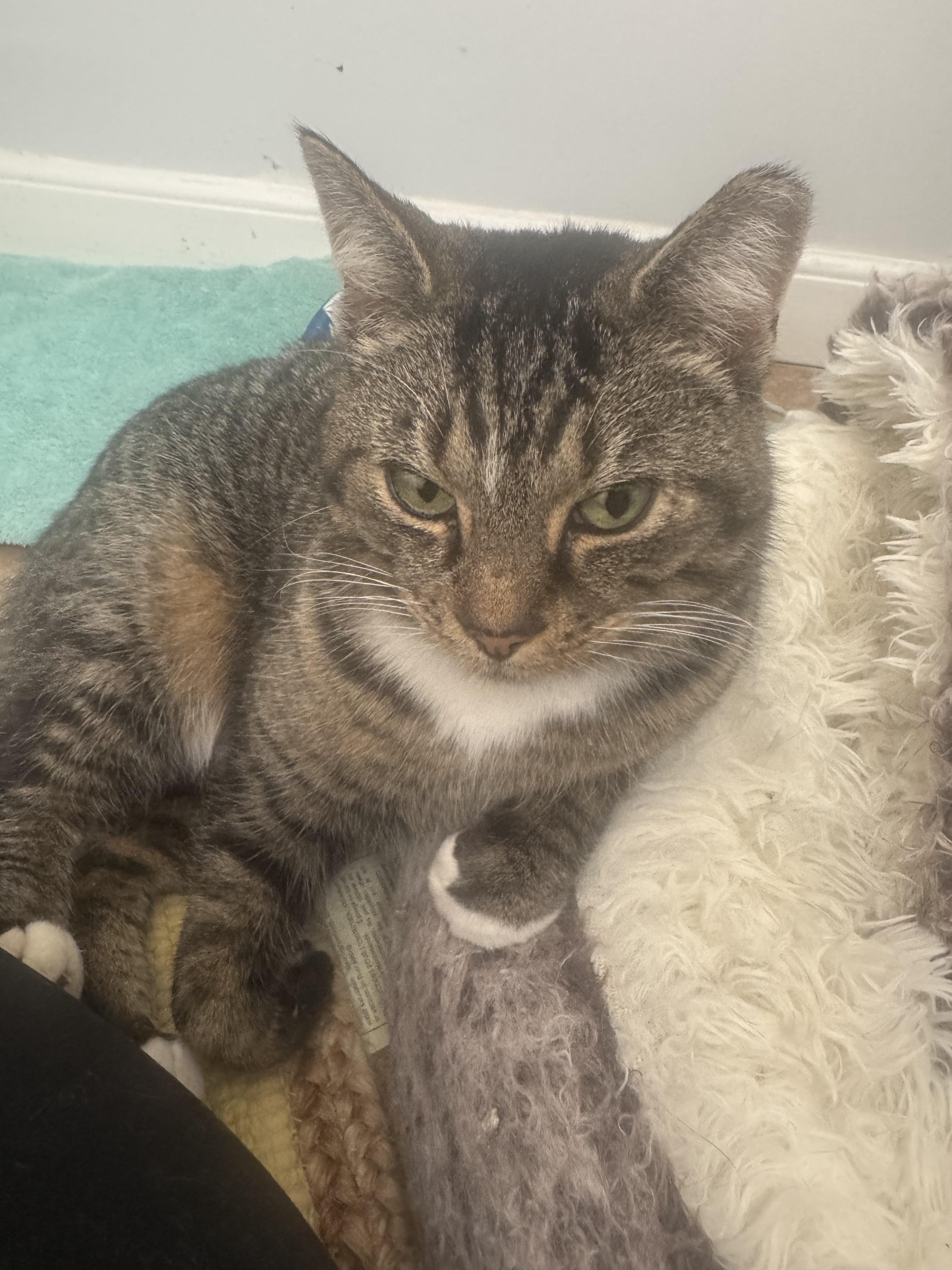 Enlarge Claudia, a Adoptable Domestic Short Hair in Jersey City, NJ image 2/6