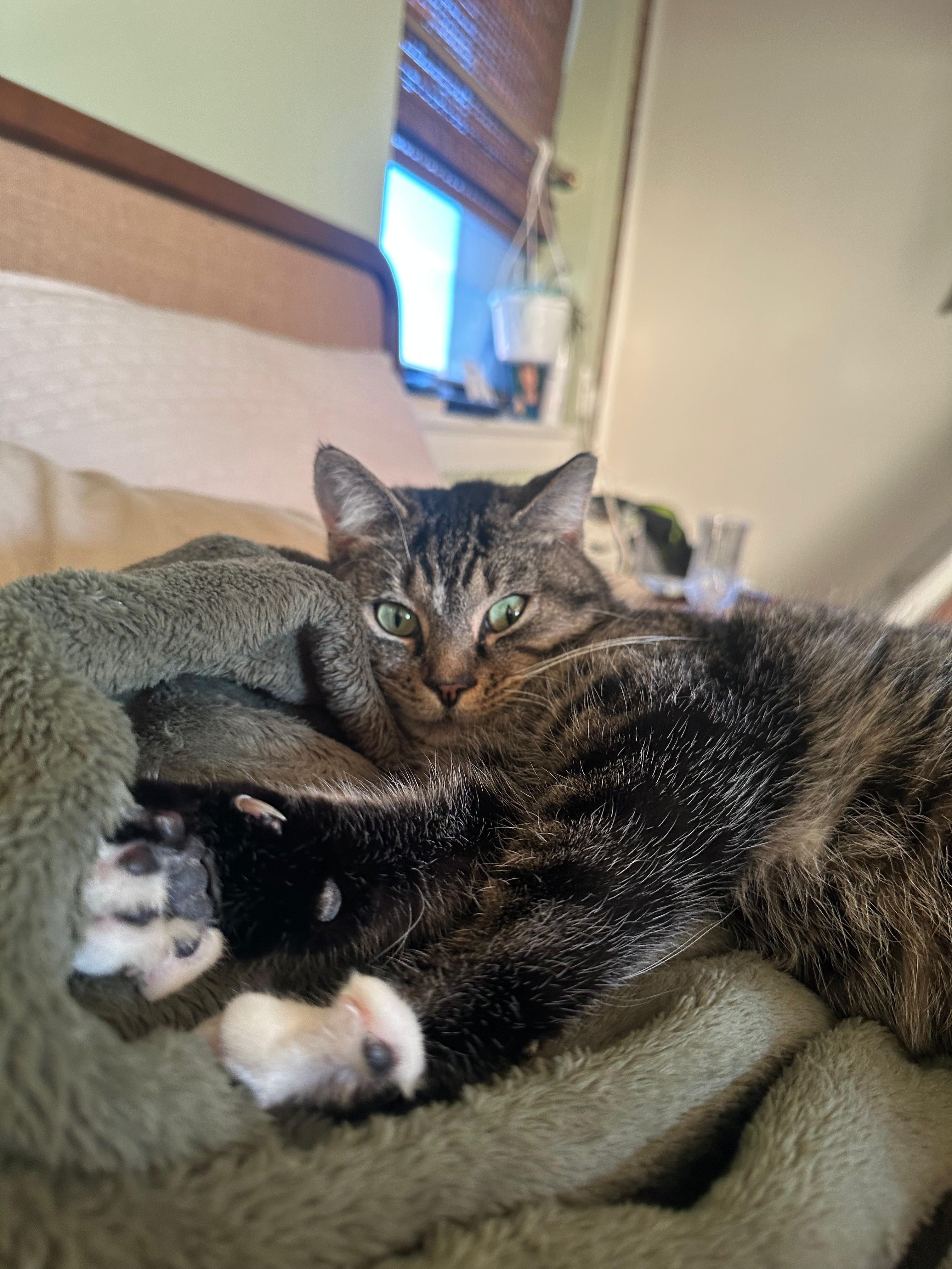 Enlarge Claudia, a Adoptable Domestic Short Hair in Jersey City, NJ image 3/6