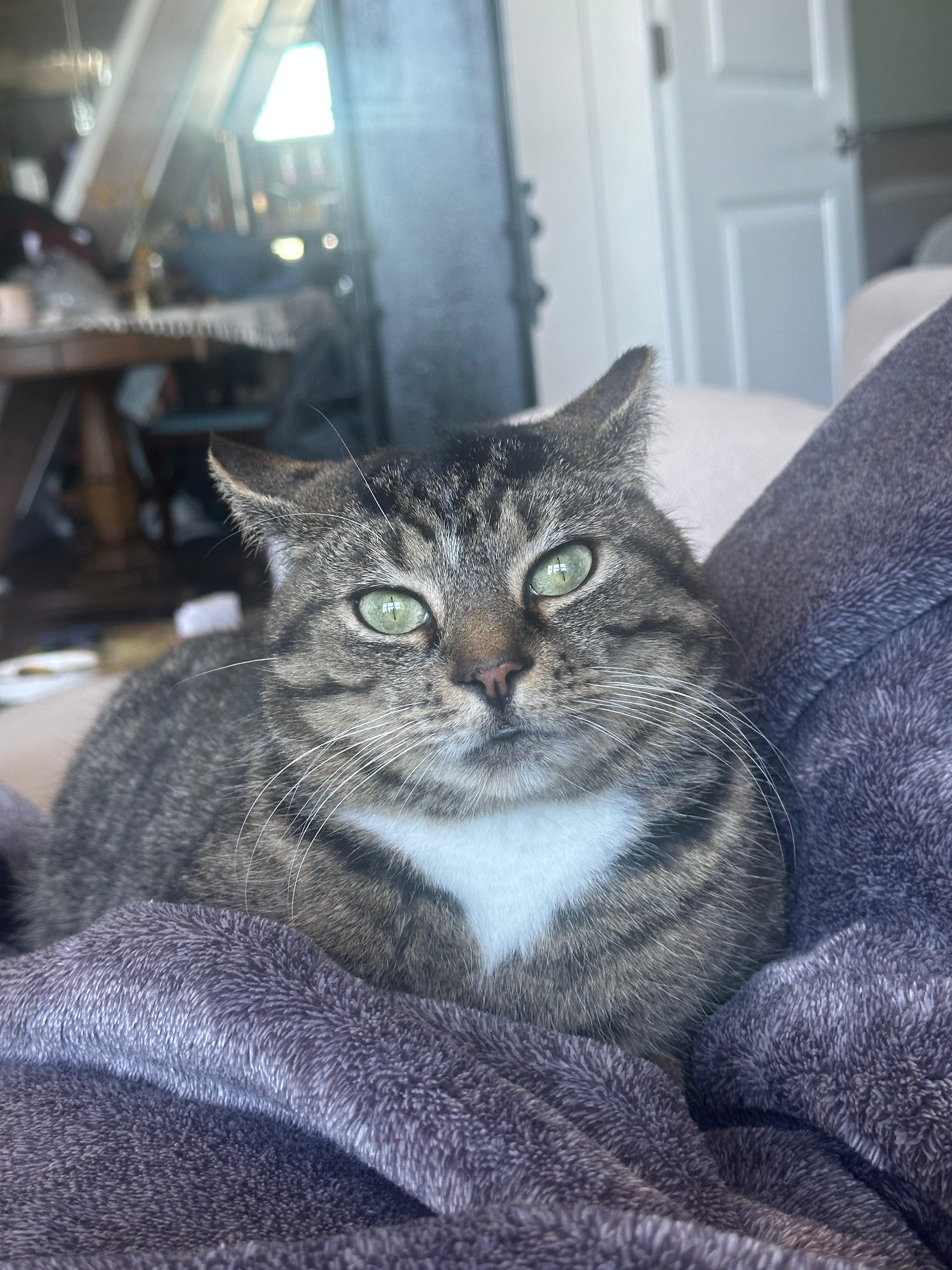 Enlarge Claudia, a Adoptable Domestic Short Hair in Jersey City, NJ image 4/6