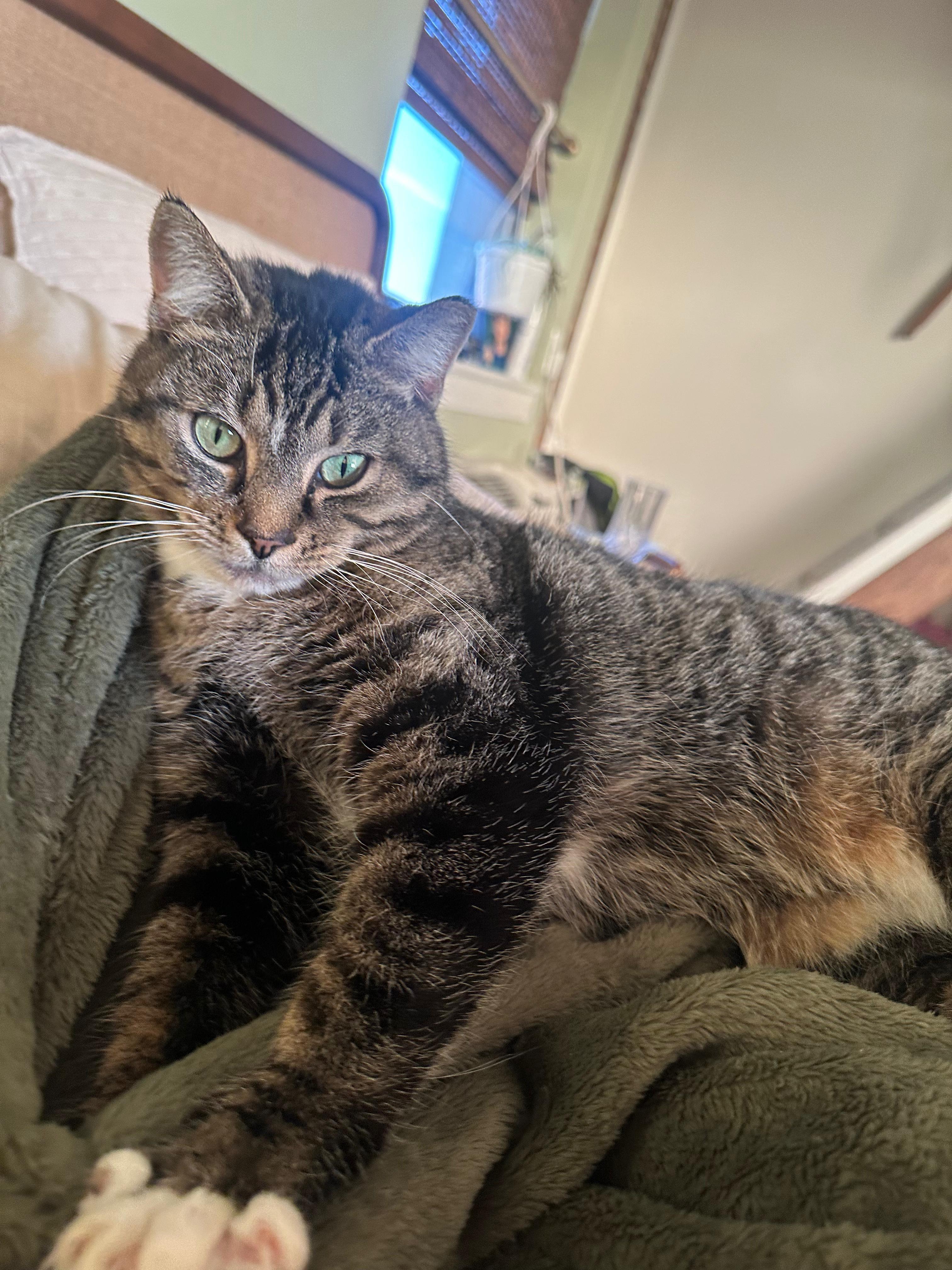 Enlarge Claudia, a Adoptable Domestic Short Hair in Jersey City, NJ image 5/6