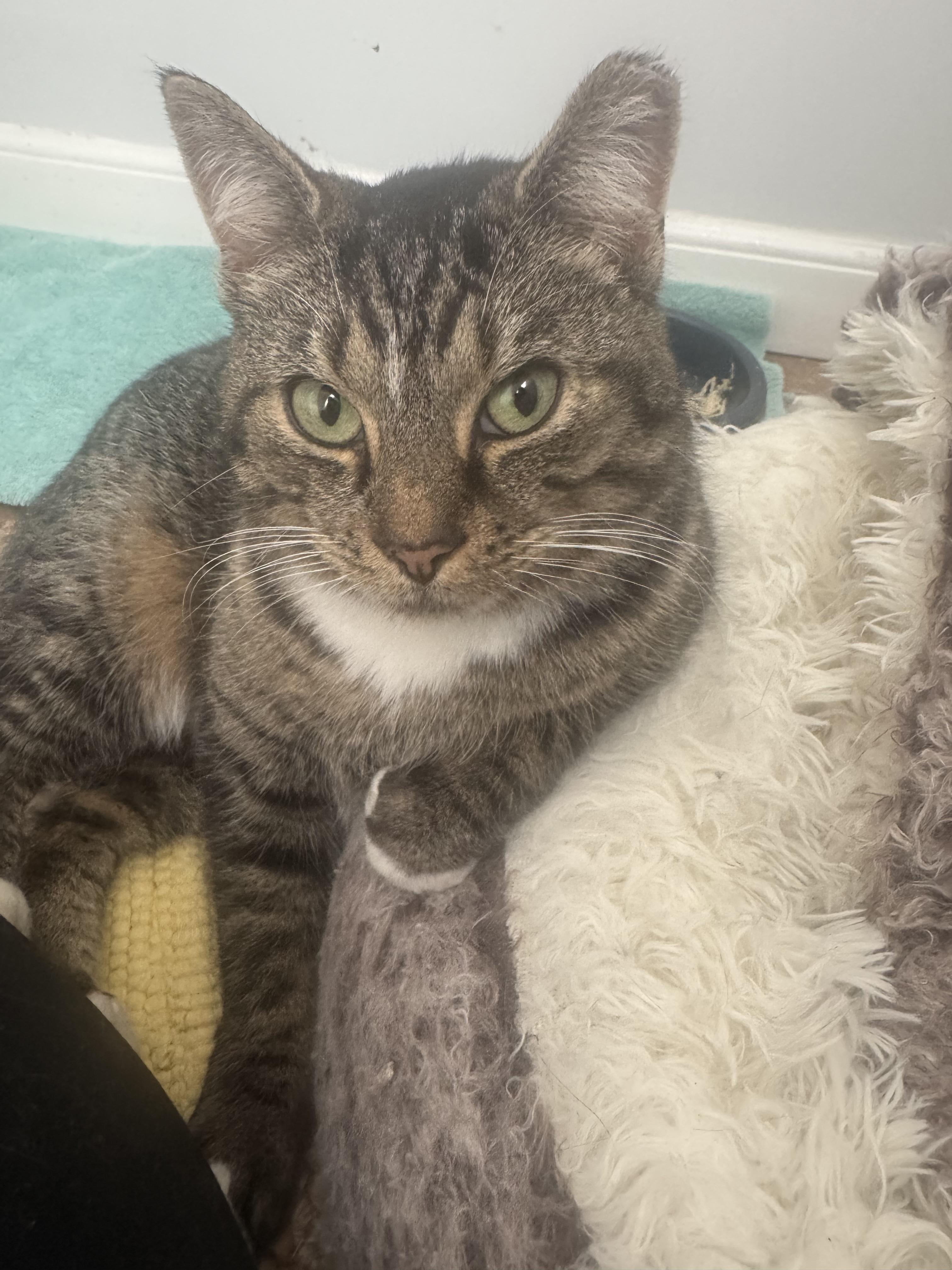 Enlarge Claudia, a Adoptable Domestic Short Hair in Jersey City, NJ image 6/6