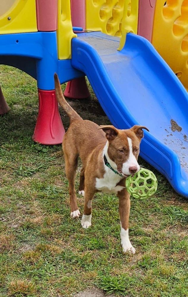 Chesney, Adoptable, Young Male Australian Shepherd.