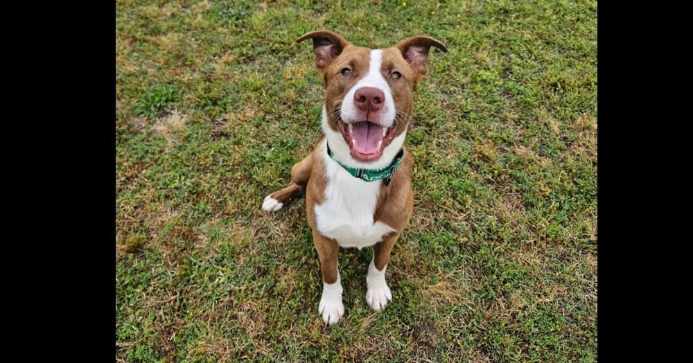 Enlarge Chesney, a Adoptable mixed breed in Youngsville, NC image 1/6