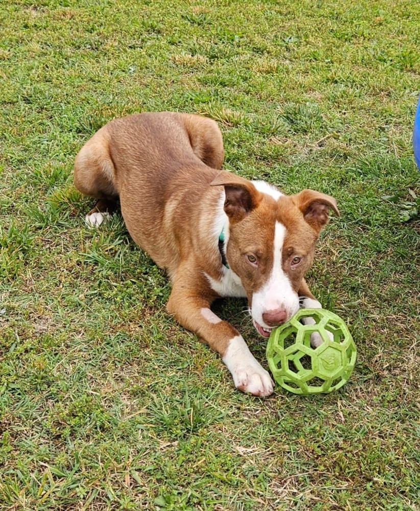 Enlarge Chesney, a Adoptable mixed breed in Youngsville, NC image 2/6