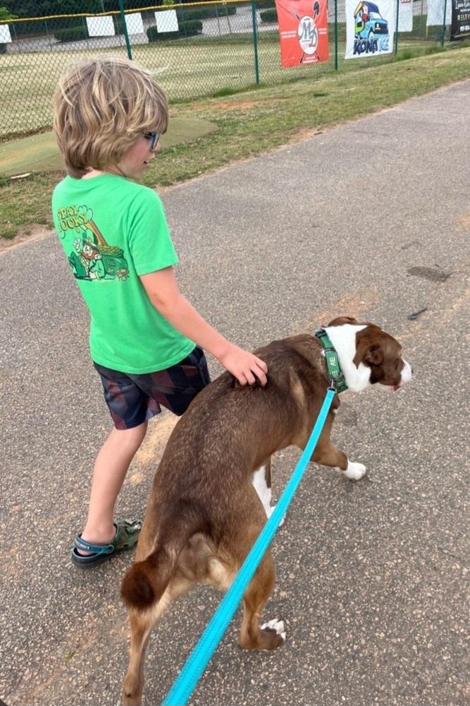 Enlarge Chesney, a Adoptable mixed breed in Youngsville, NC image 4/6